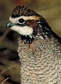 Quail