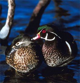 Woodducks