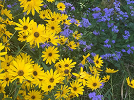 Yellow and Purple Wildflowers