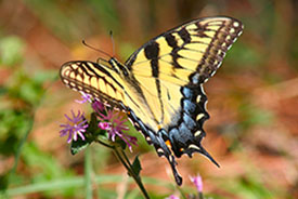 Eastern Tiger Swallowtail