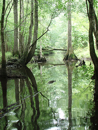 Ecoregion 63: Middle Atlantic Coastal Plain Stream