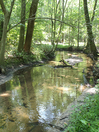 Ecoregion 65: Southeastern Coastal Plain