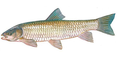 Grass Carp