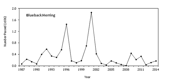 Blueback Herring