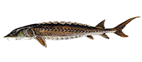 Shortnose Sturgeon