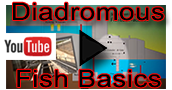 Diadromous Fish Basics