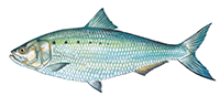 American Shad