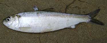 Blueback herring