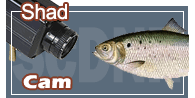 Shad Cam