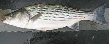 Striped bass