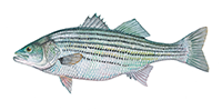 Striped bass