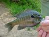 Bluegill Sunfish