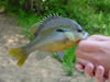 Redbreast Sunfish