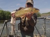 Robust Redhorse PIT tagging in the Wateree River, SC