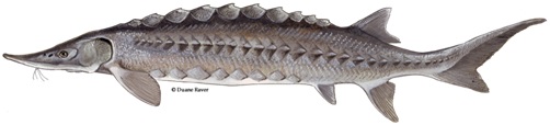 Atlantic Sturgeon