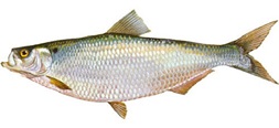 Hickory Shad