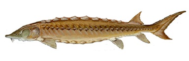 Shortnose Sturgeon