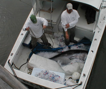 Record Blue Fin Tuna brought in the boat
