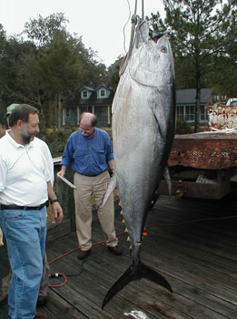 Weighing the Blue Fin Tuna