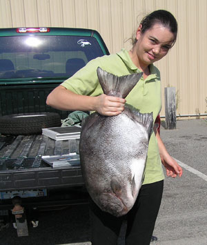 Photograph of Record Atlantic Spadefish