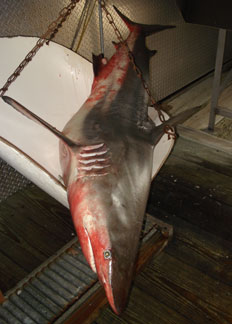 Photograph of Record Blacktip Shark
