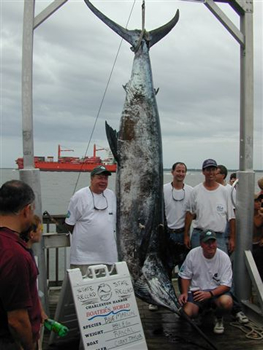 Photograph of Record Blue Marlin