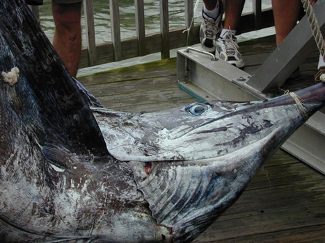 Photograph of Record Blue Marlin