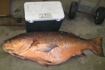 Record Cubera Snapper