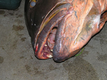 Record Cubera Snapper