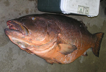 Record Cubera Snapper