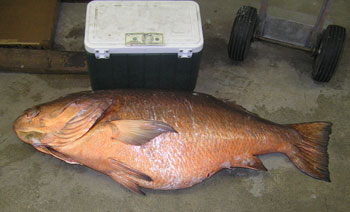 Record Cubera Snapper