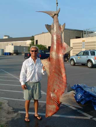 Photograph of Record Lemon Shark