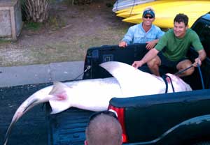 Photograph of Record Lemon Shark