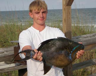 Photograph of Record Triggerfish