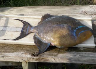 Photograph of Record Triggerfish