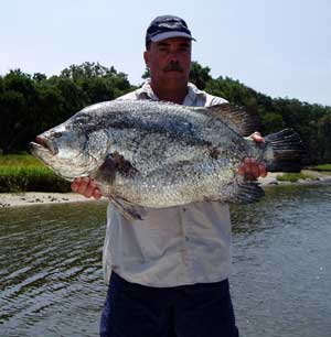 Photograph of Record Tripletail