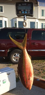 Photograph of Yellowtail Snapper