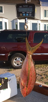 Photograph of Yellowtail Snapper