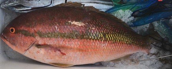 Photograph of Yellowtail Snapper
