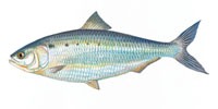American Shad - Click to enlarge photo