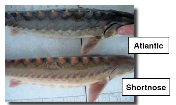 Comparison between Atlantic and Shortnose