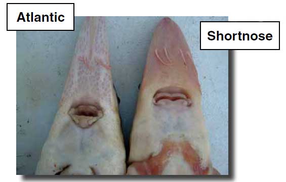 Comparison between Atlantic and Shortnose Sturgeon