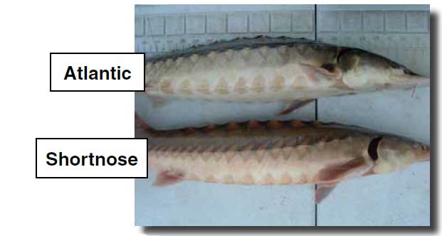 Comparison between atlantic and shortnose sturgeon