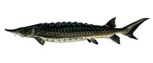 Atlantic sturgeon - Click to enlarge photo