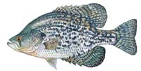 Black crappie - Click to enlarge photo