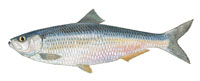 Blueback herring - Click to enlarge photo