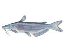SCDNR - Fish - Species - Blue Catfish