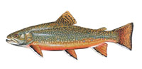 Brook Trout - Click to enlarge photo