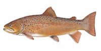 Brown Trout - Click to enlarge photo