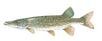 Chain Pickerel - Click to enlarge photo